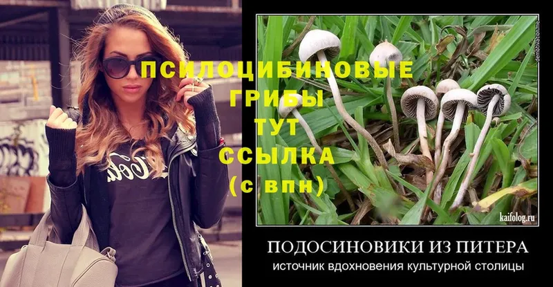 Псилоцибиновые грибы Psilocybe  Богородск 